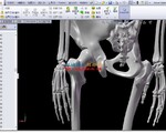 一个精细的人体骨骼模型solidworks