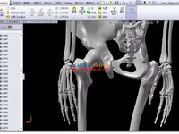一个精细的人体骨骼模型solidworks