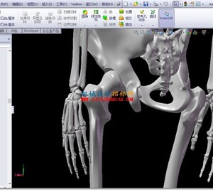 一个精细的人体骨骼模型solidworks
