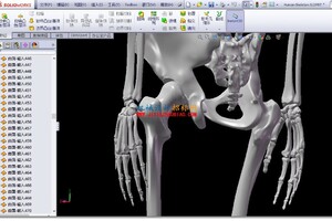 一个精细的人体骨骼模型solidworks