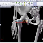 一个精细的人体骨骼模型solidworks
